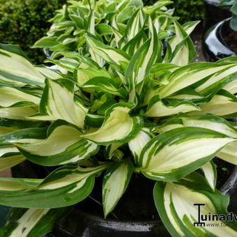 Hosta 'Teeny-weeny Bikini'