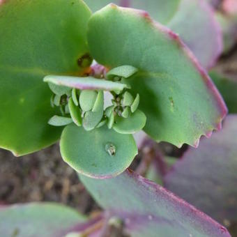 Sedum 'Trailing Red'