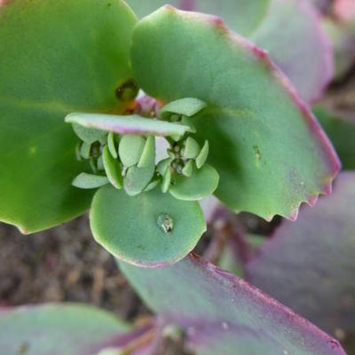 Sedum 'Trailing Red' - 