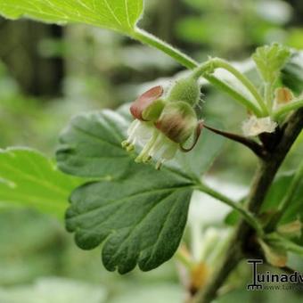 Ribes uva-crispa Hinnonmaki Röd