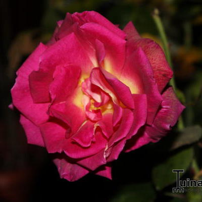 Rosa 'Yvette Horner'  - 