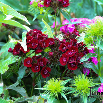 Dianthus barbatus 'Heart Attack'