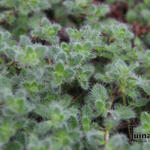 Thymus praecox arcticus 'Languinosus' - 