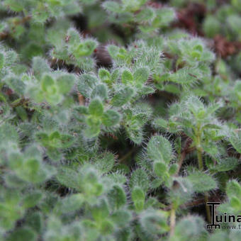 Thymus praecox arcticus 'Languinosus'