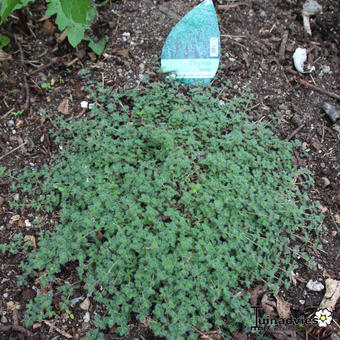 Thymus praecox arcticus 'Languinosus'