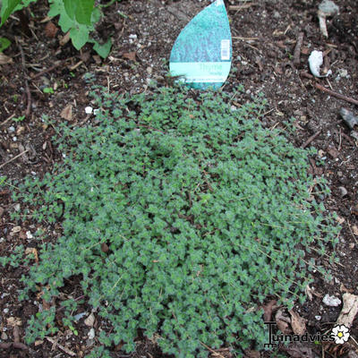 Thymus praecox arcticus 'Languinosus' - 