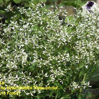 Euphorbia hypericifolia 'Diamond Frost'