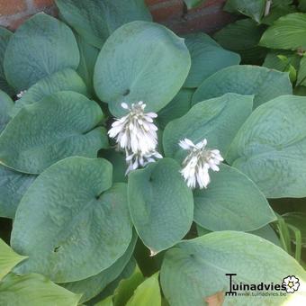 Hosta sieboldiana 'Elegans'