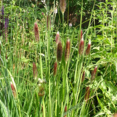 Pennisetum massaicum 'Red Buttons' - 