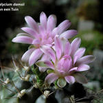 Gymnocalycium damsii - 