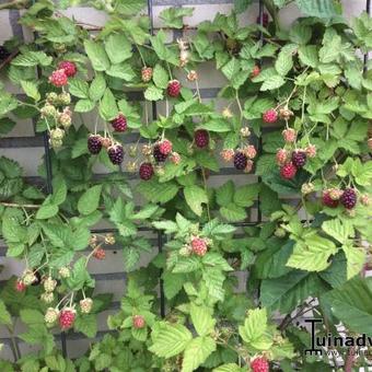 Rubus fruticosus 'Loch Ness'