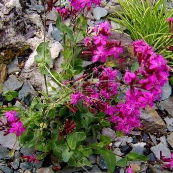 Silene armeria