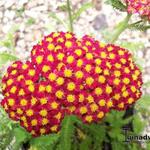 Achillea millefolium 'DESERT EVE Red' - 