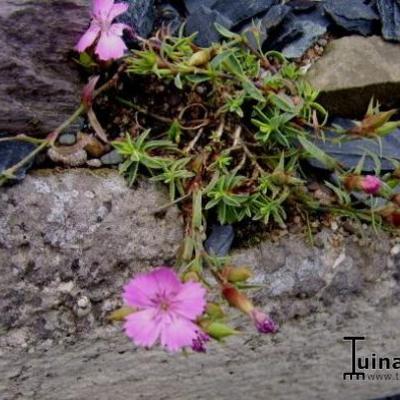 Dianthus haematocalyx subsp. pindicola - 