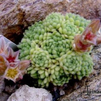 Rosularia serpentinica