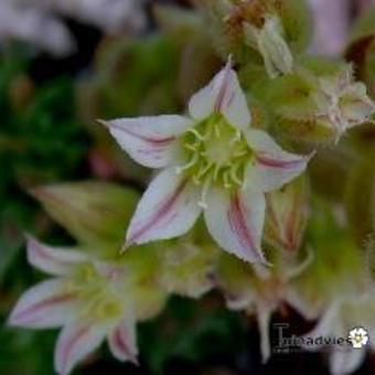 Rosularia libanotica