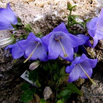 Campanula raddeana