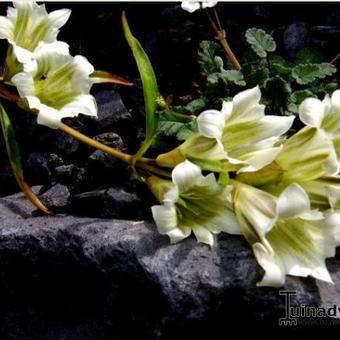 Gentiana striata