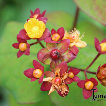 Hypericum x androsaemum 'Ignite Scarlet Red'