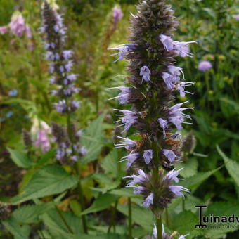 Agastache 'Blue Perfume'