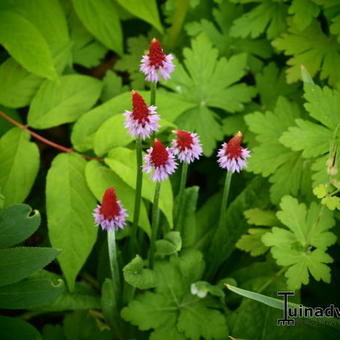 Primula vialii