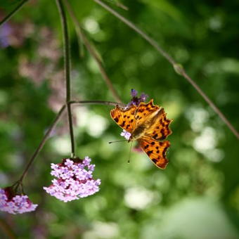 Verbena bonariensis 'Lollipop'