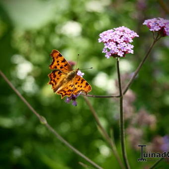 Verbena bonariensis 'Lollipop'