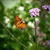 Verbena bonariensis 'Lollipop'