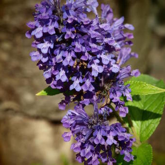 Nepeta kubanica