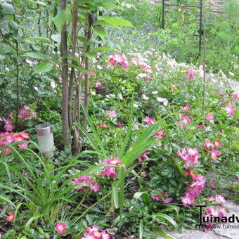 Rosa 'Fil de Saisons'