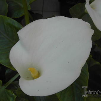 Zantedeschia