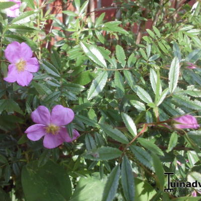 Rosa nitida 'Kebu' - 