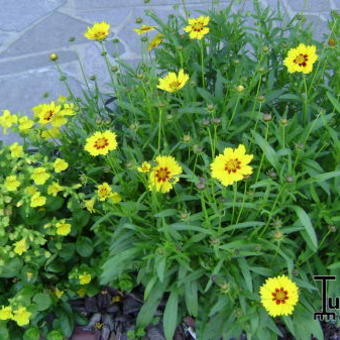 Coreopsis lanceolata 'Sterntaler'