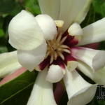 Calycanthus 'Venus' - 