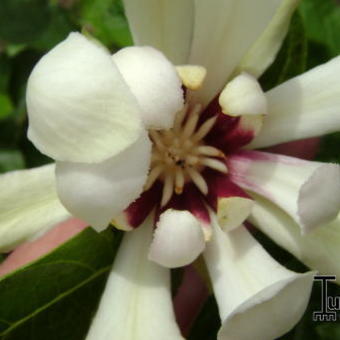 Calycanthus 'Venus'