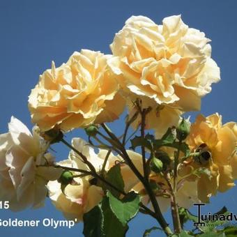 Rosa 'Goldener Olymp'