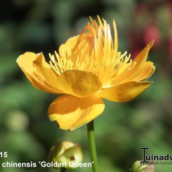 Trollius chinensis 'Golden Queen'