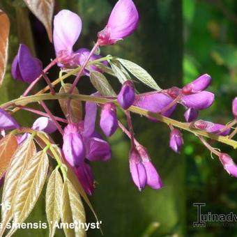 Wisteria sinensis 'Amethyst'