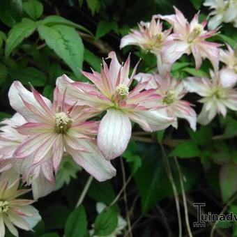 Clematis montana 'Marjorie'