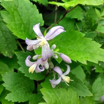 Clematis x  Jouiniana 'Praecox'