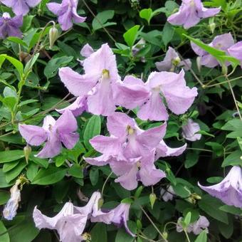 Clematis viticella 'Betty Corning'