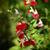 Salvia x jamensis 'Hot Lips'