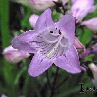 Penstemon