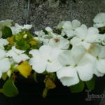 Impatiens walleriana 'FIESTA White' - 