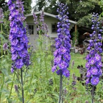 Delphinium 'Delphi's Power'