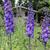 Delphinium 'Delphi's Power'