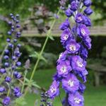 Delphinium 'Delphi's Power' - 