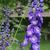 Delphinium 'Delphi's Power'