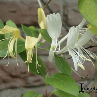 Lonicera japonica 'Hall's Prolific'