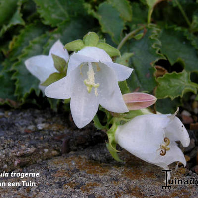 Campanula troegerae - 